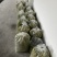 大量出售四川橄榄.量大从优.欢迎骚扰！