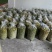 大量出售四川橄榄.量大从优.欢迎骚扰！