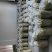 大量出售四川橄榄.量大从优.欢迎骚扰！