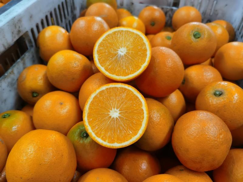 [一件玳发]麻阳冰糖橙，对接电商微商社区团购