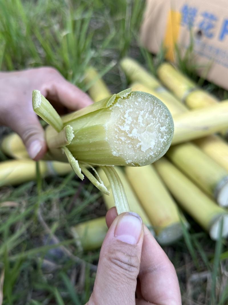 [一件玳发]黄皮甘蔗，对接电商微商社区团购