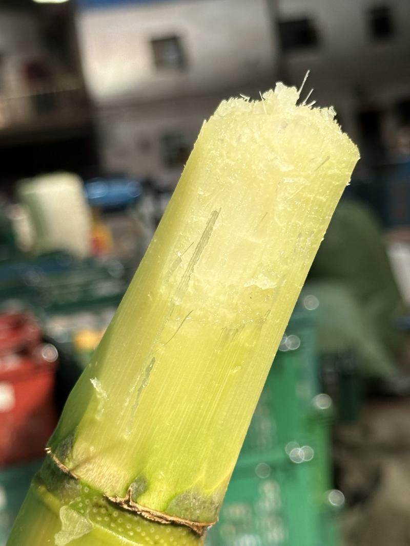 [一件玳发]黄皮甘蔗，对接电商微商社区团购