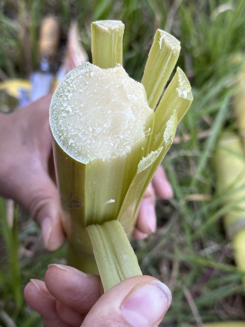 [一件玳发]黄皮甘蔗，对接电商微商社区团购