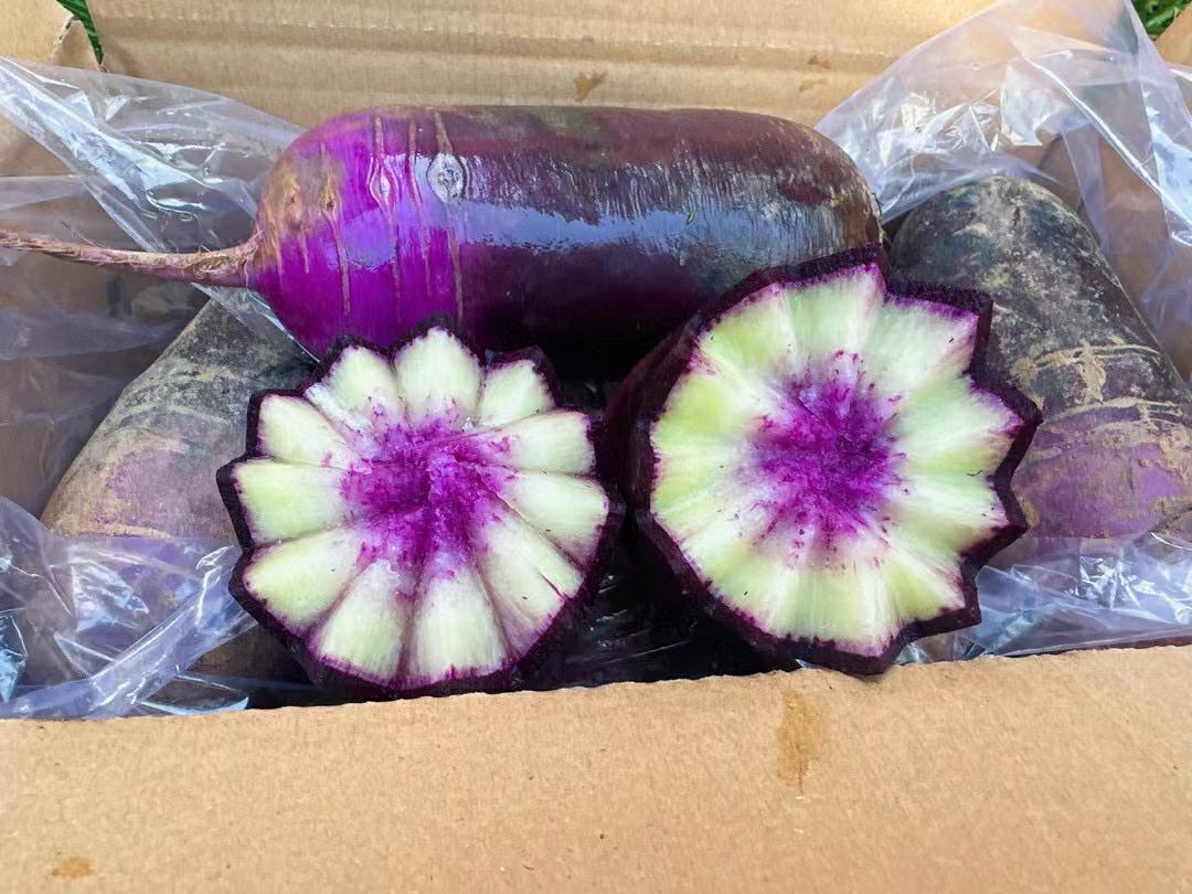 水果萝卜切开后的横截面,显示其独特的紫色与绿色渐变色泽 水果萝卜切片展示内部颜色