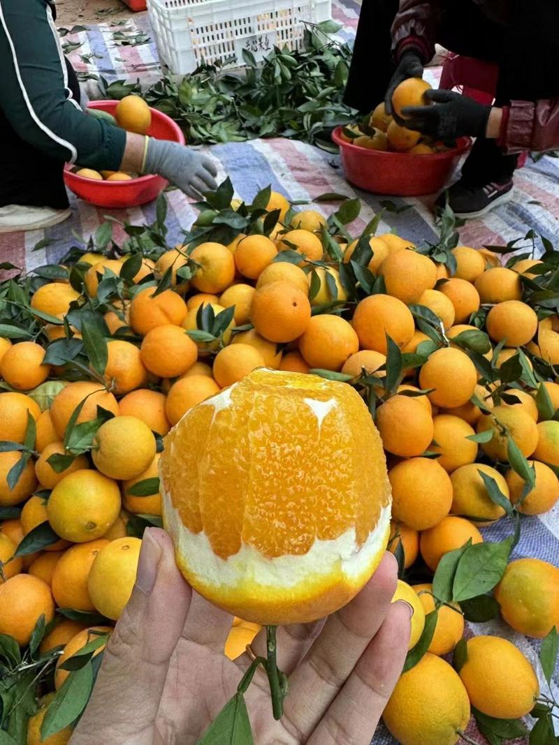[一件玳发]赣南脐橙，对接电商微商社区团购