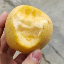 [一件玳发]维纳斯黄金苹果，对接电商微商社区团购