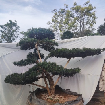本公司常年供应各种绿化苗木，乔灌木，地被色块，以及桃苗，