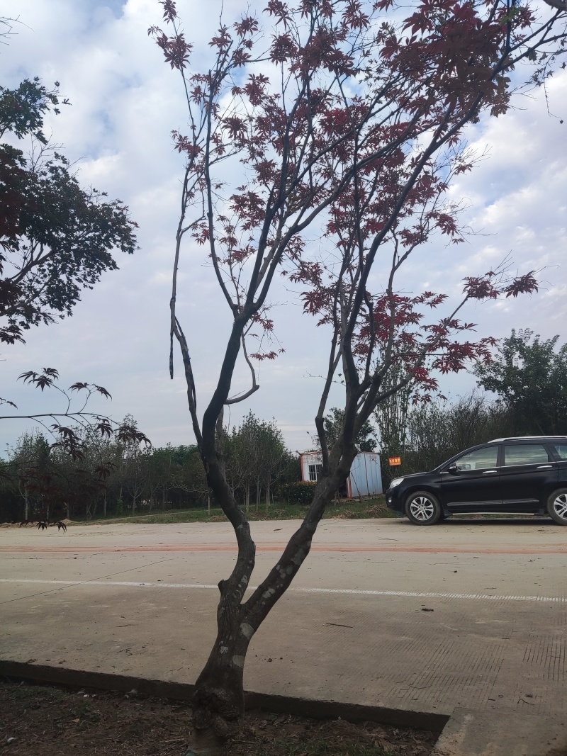 本公司常年供应各种绿化苗木，乔灌木，地被色块，以及桃苗，