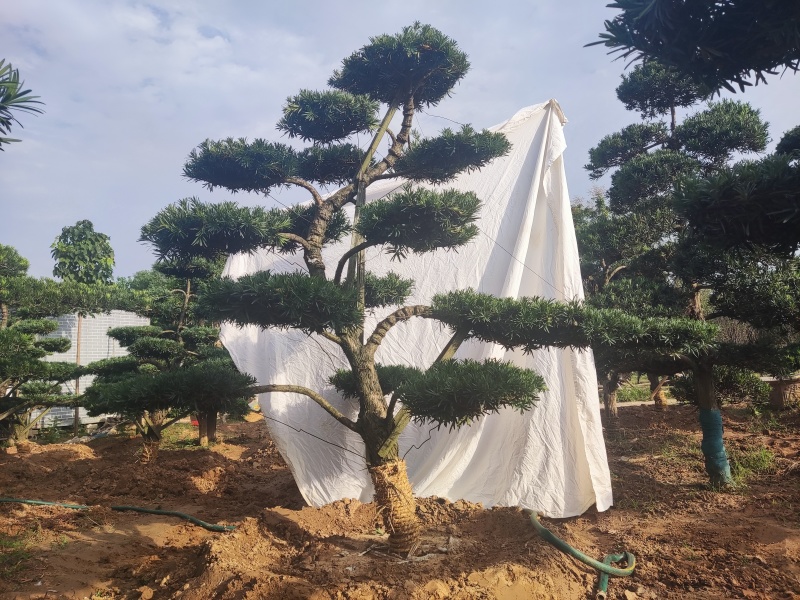 本公司常年供应各种绿化苗木，乔灌木，地被色块，以及桃苗，