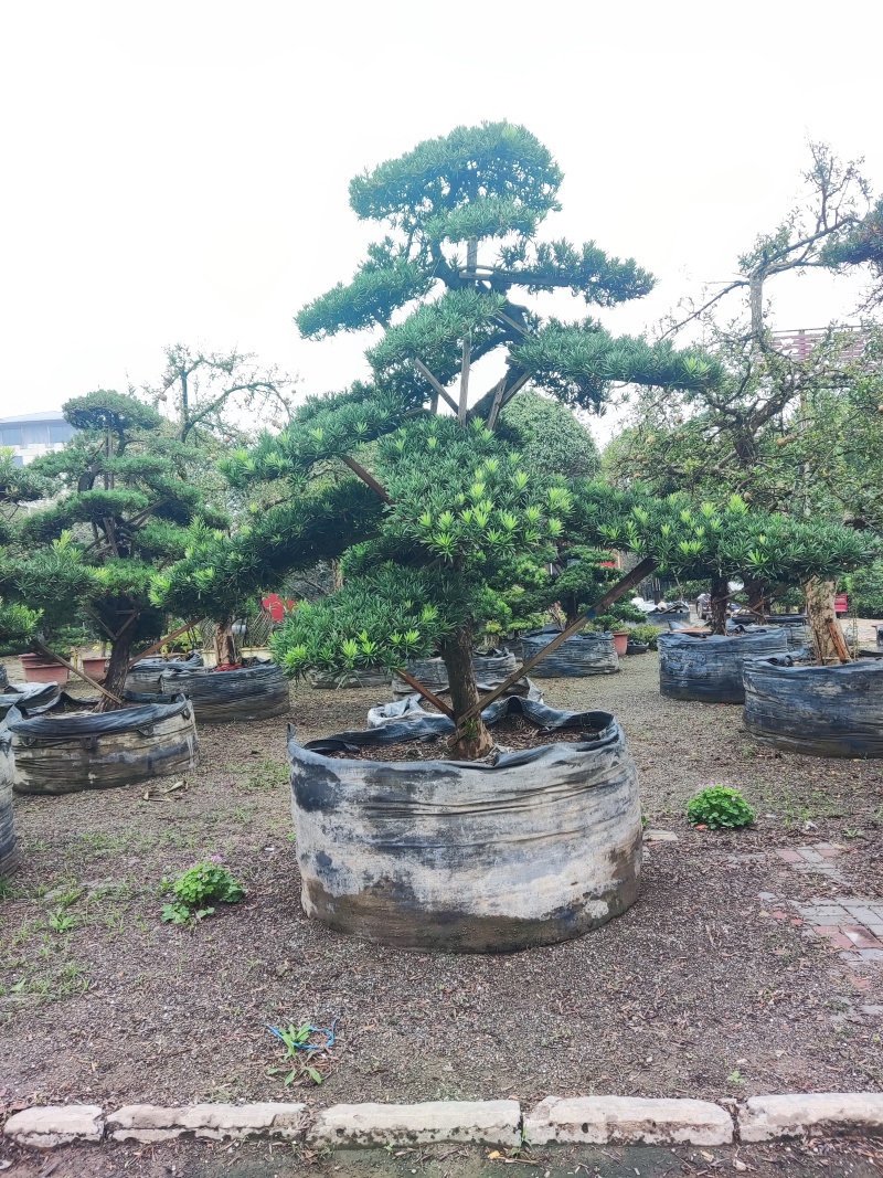 本公司常年供应各种绿化苗木，乔灌木，地被色块，以及桃苗，