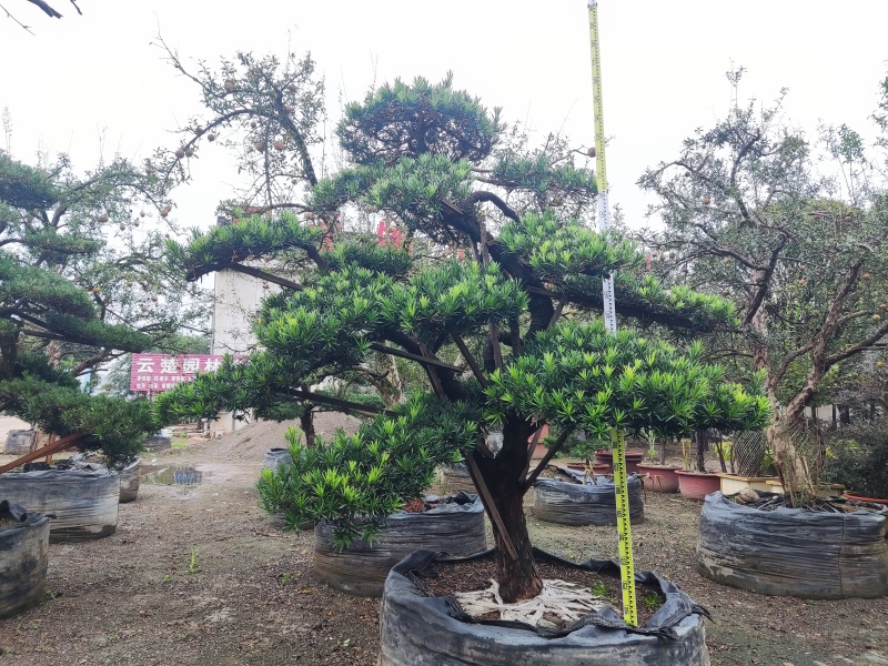 本公司常年供应各种绿化苗木，乔灌木，地被色块，以及桃苗，