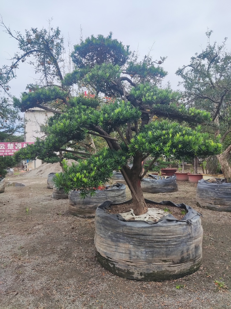 本公司常年供应各种绿化苗木，乔灌木，地被色块，以及桃苗，