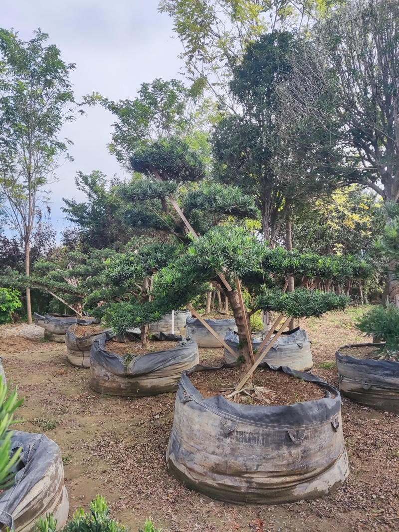 本公司常年供应各种绿化苗木，乔灌木，地被色块，以及桃苗，