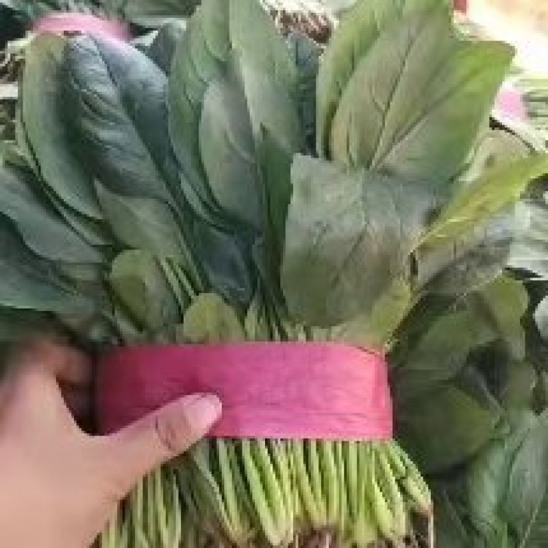 山东聊城精品大叶菠菜，货源充足，价格便宜，代发全国各地。