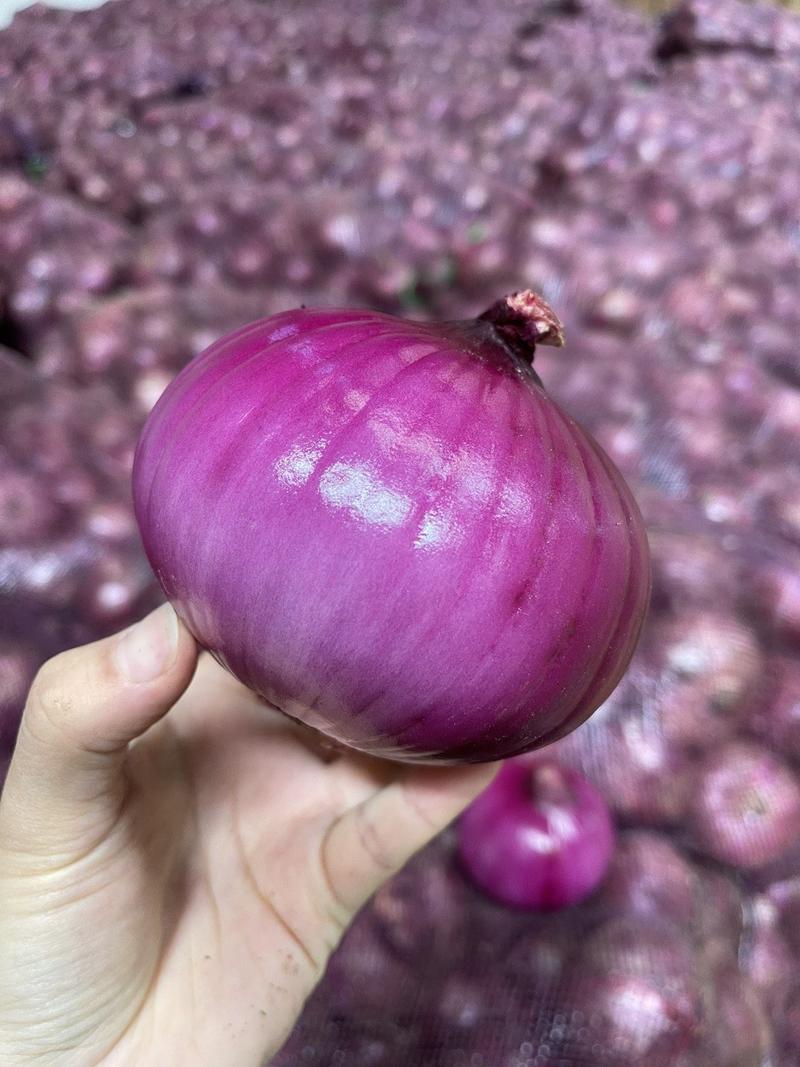 [一件玳发]紫皮洋葱，对接电商微商社区团购