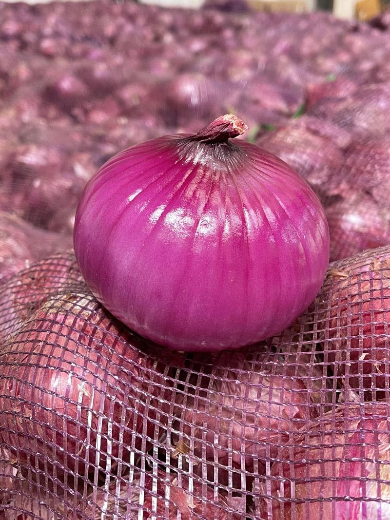 [一件玳发]紫皮洋葱，对接电商微商社区团购