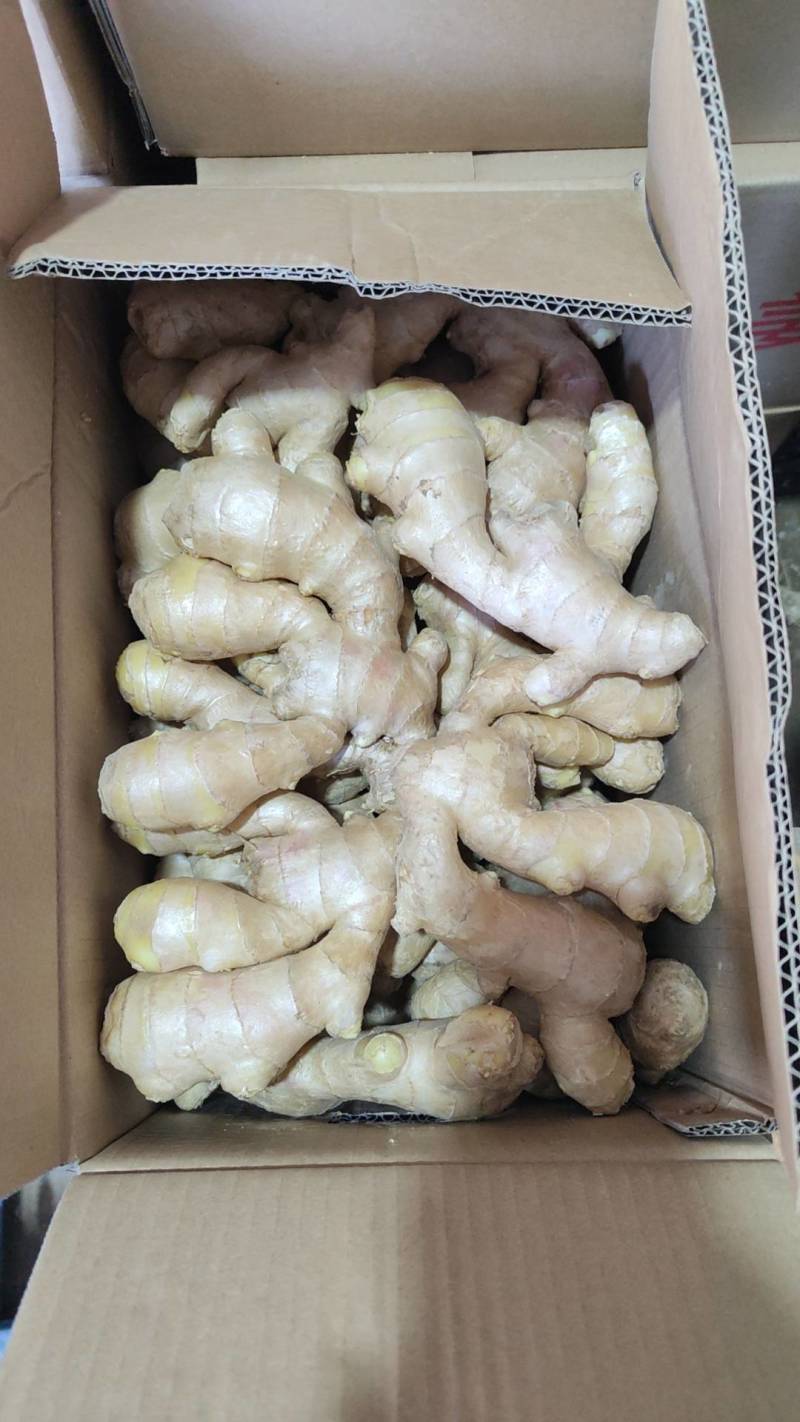 出售优质生姜，精品各种规格生姜，欢迎选购