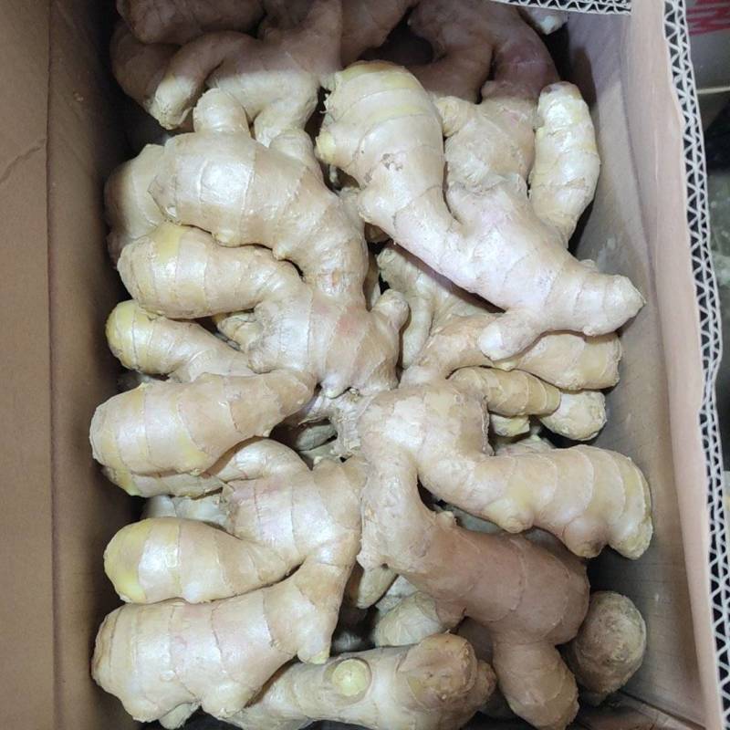 出售优质生姜，精品各种规格生姜，欢迎选购