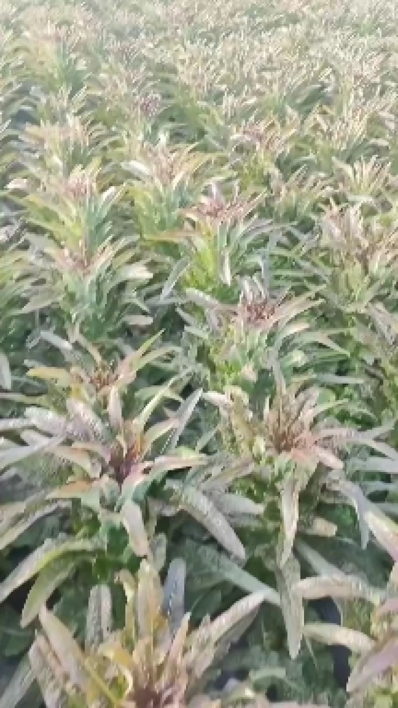 莴笋，红叶莴苣，成都蔬菜，整车出货，长期有货！