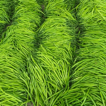 山东精品线椒质量保证颜色艳丽产地直发大量供应欢迎看货