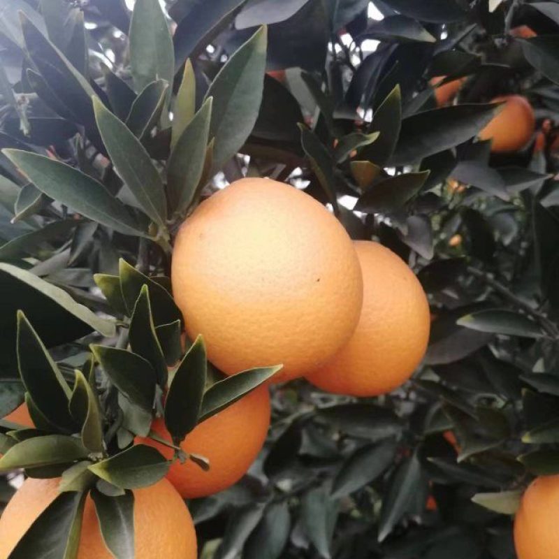 金堂脐橙