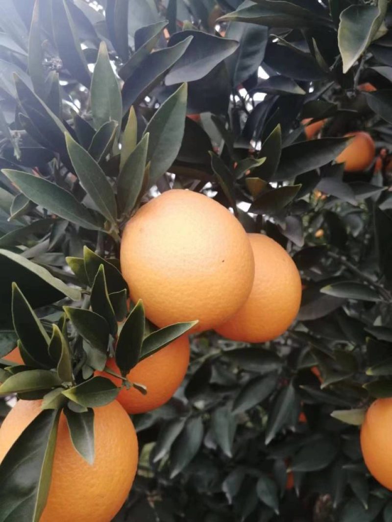 金堂脐橙