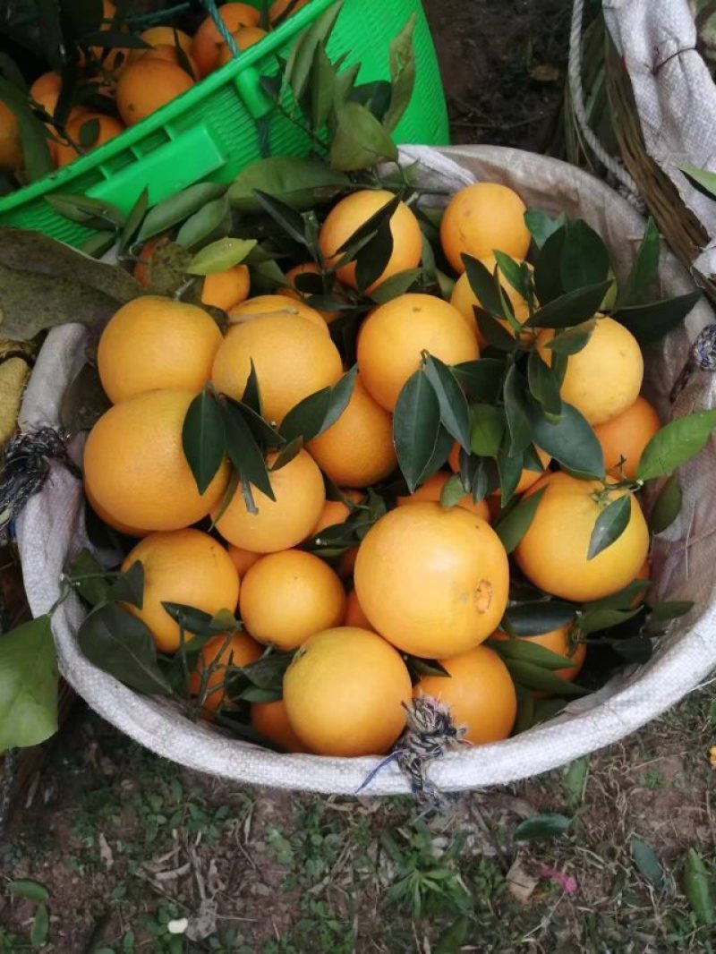 金堂脐橙