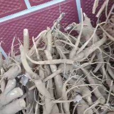 威县商陆中药草
