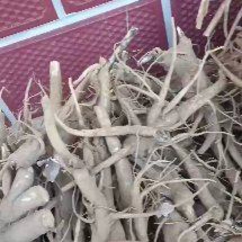 威县商陆中药草