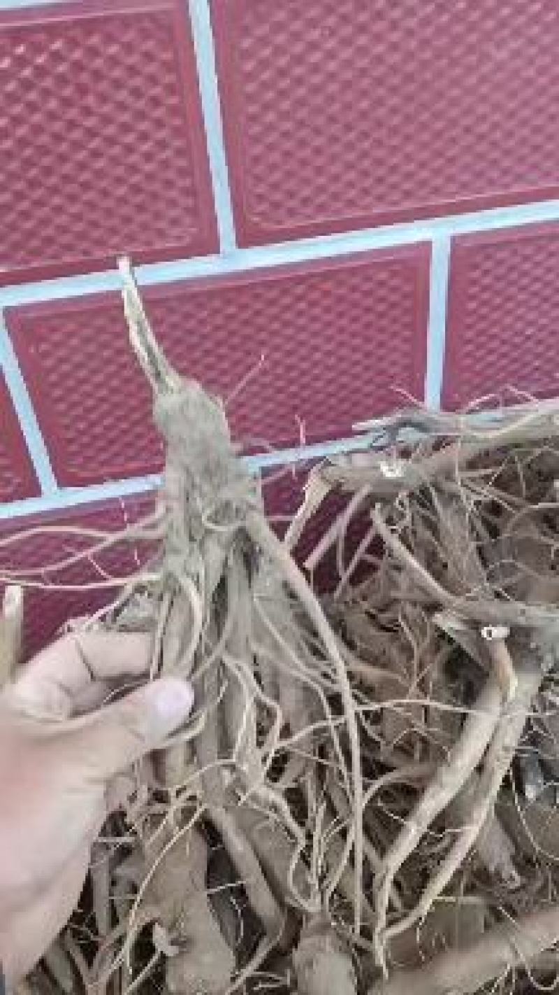 威县商陆中药草