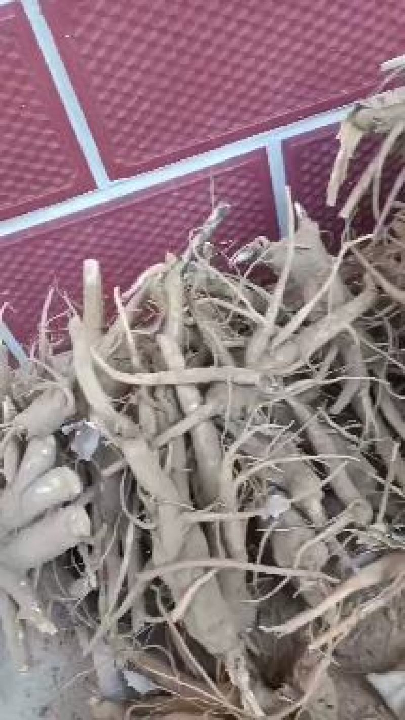 威县商陆中药草