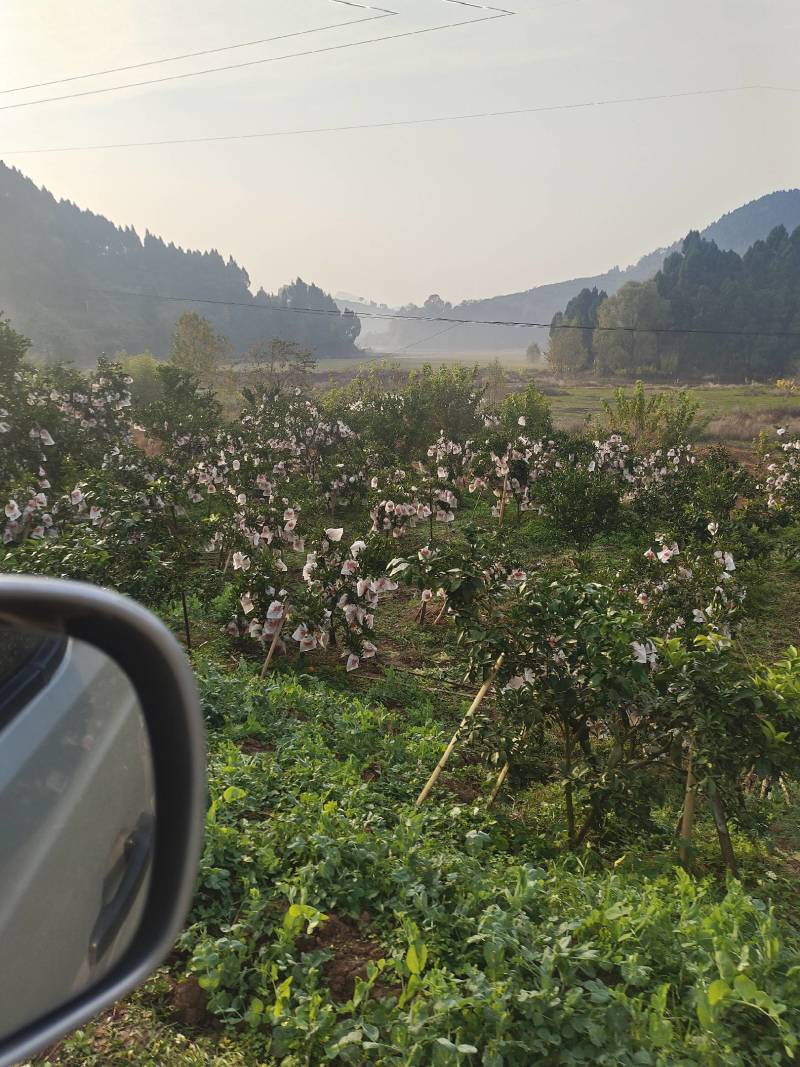 套袋爱媛果冻橙，高山沙地士出产，味道纯正自然红，水果**