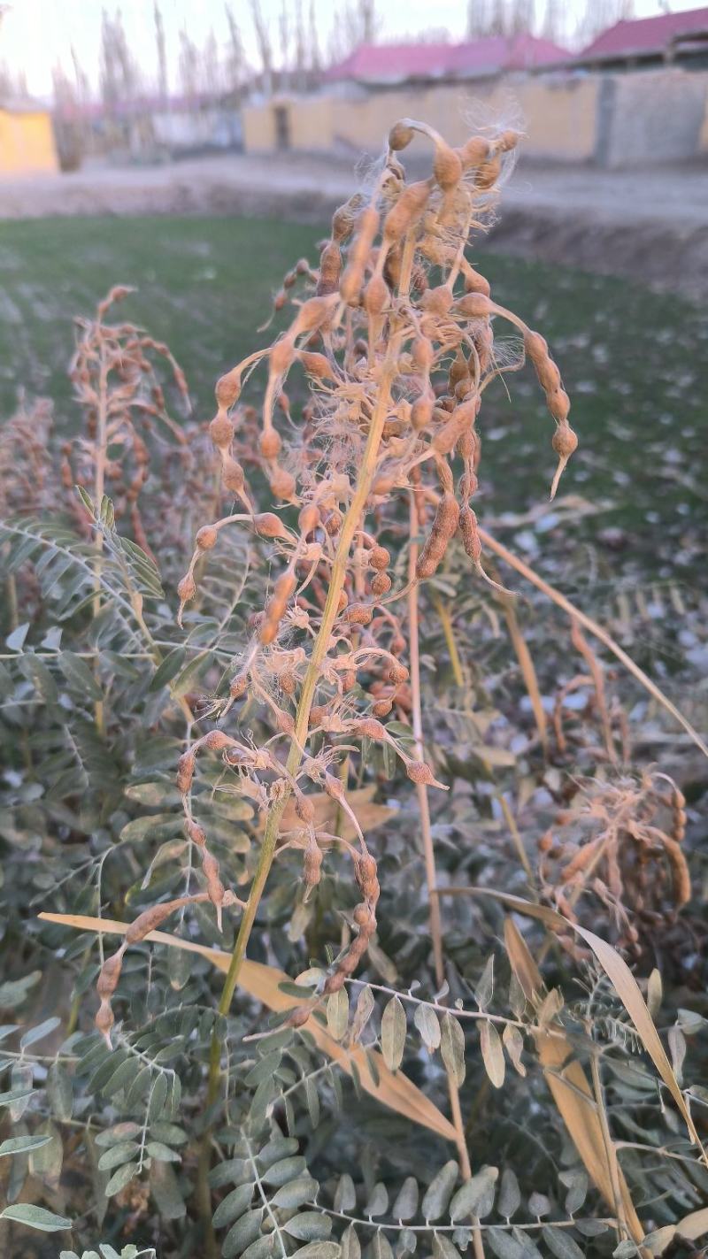 新疆南疆当地野生苦豆子