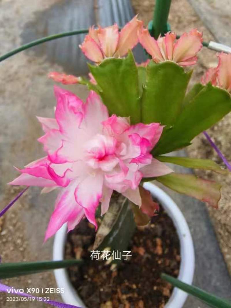 蟹爪兰