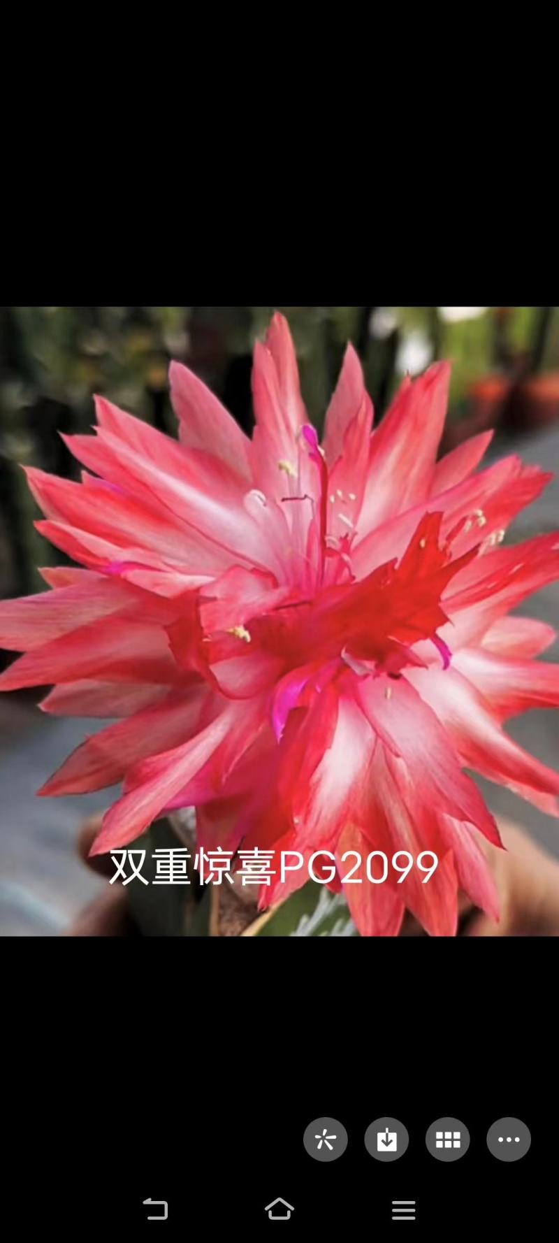 蟹爪兰