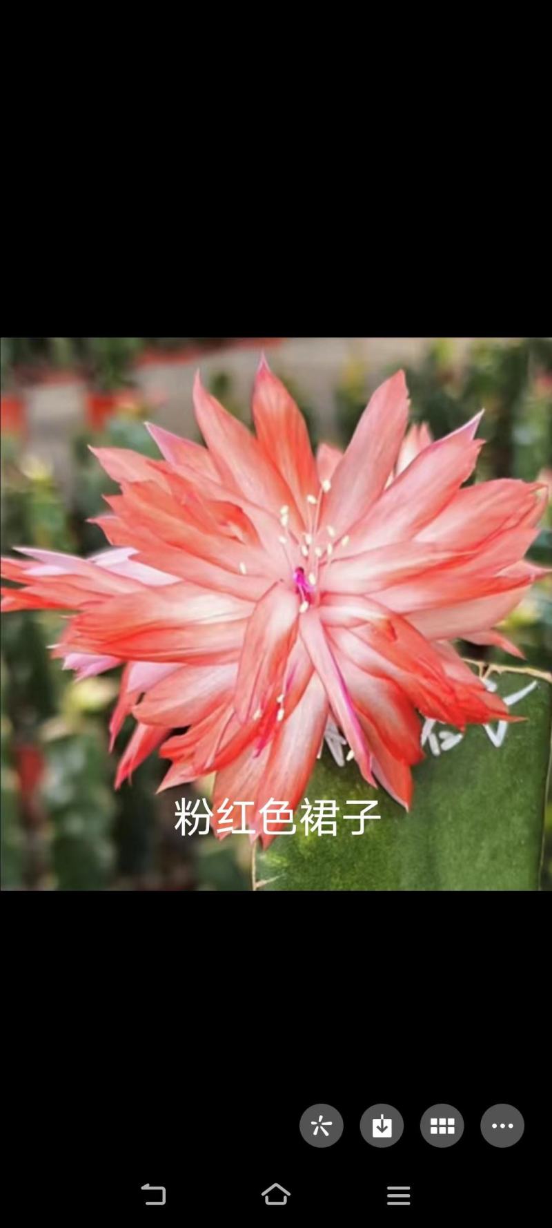 蟹爪兰