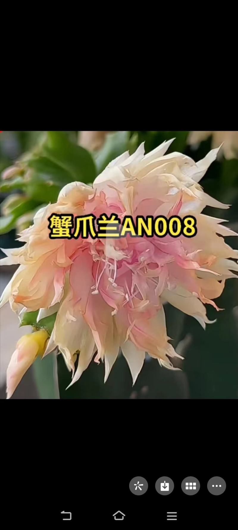 蟹爪兰