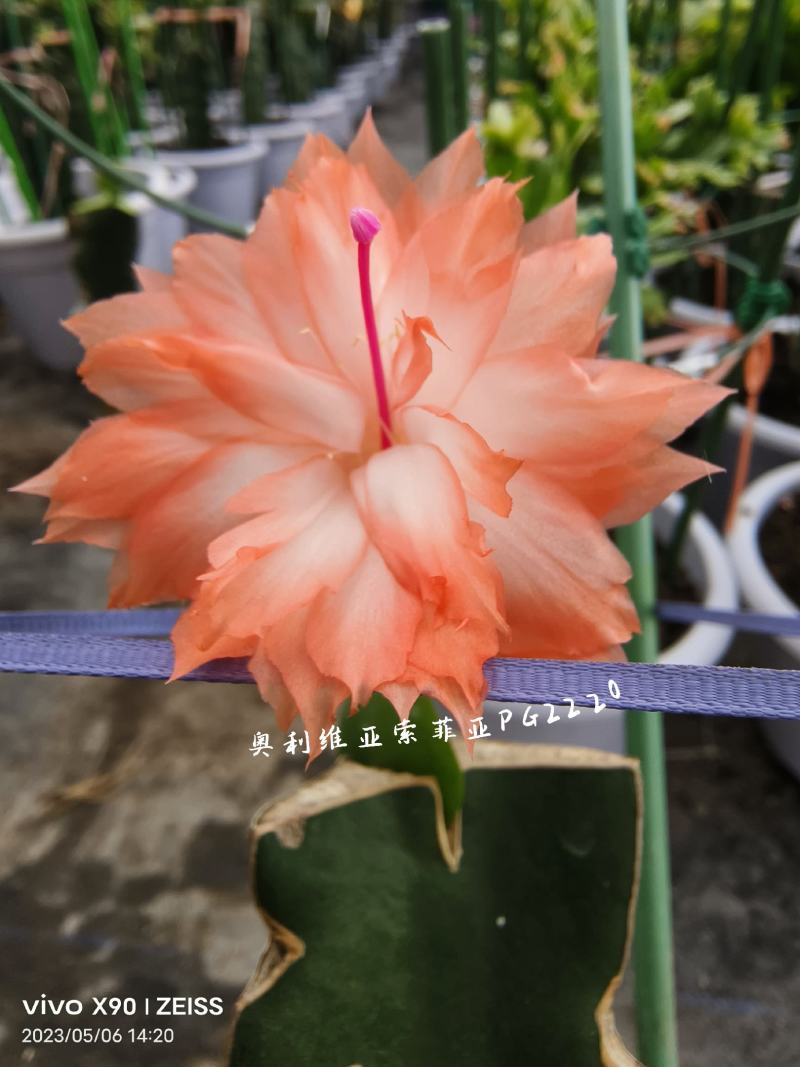 蟹爪兰