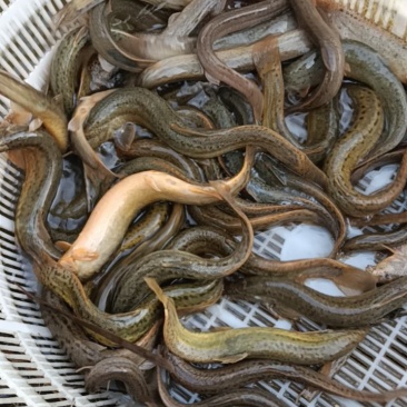 我要卖的货是泥鳅