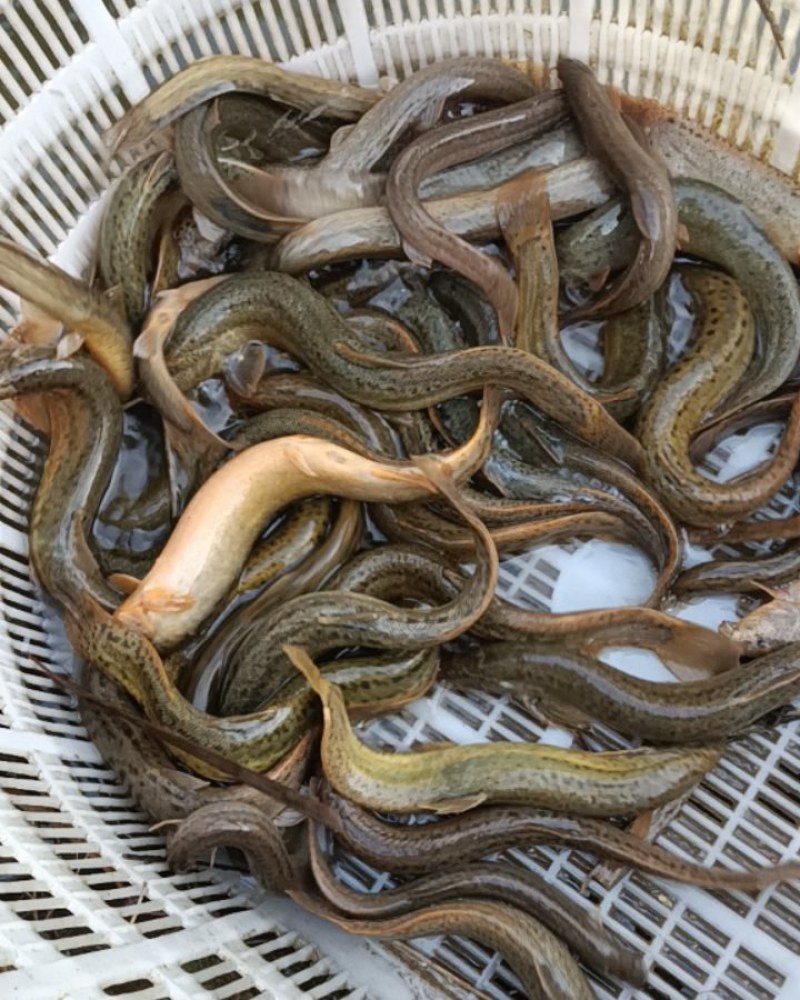 我要卖的货是泥鳅