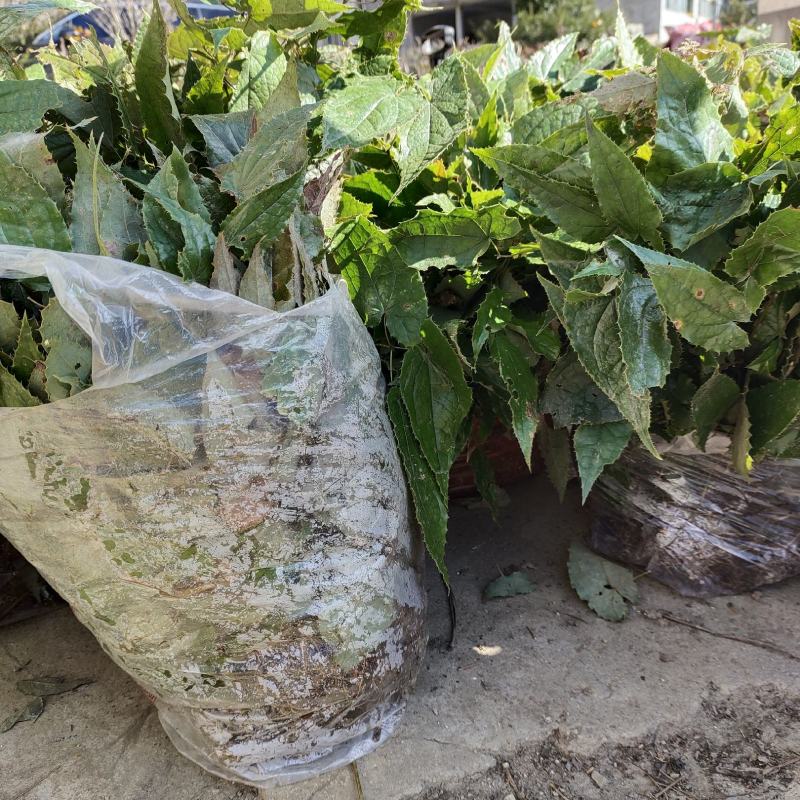淫羊藿苗柔毛淫羊藿种苗优质柔毛品种甘肃陇南产地直发