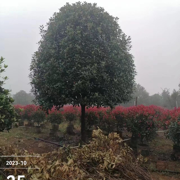 红叶石楠高分枝矮分枝低精品树形自然冠8-10-12-15