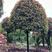 红叶石楠高分枝矮分枝低精品树形自然冠8-10-12-15