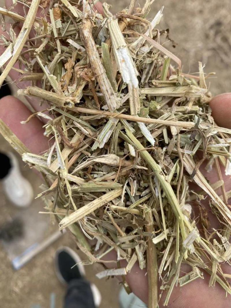 河南精品饲料原料花生秧产地直发一手货源诚信经营