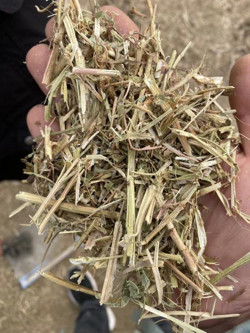 河南精品饲料原料花生秧产地直发一手货源诚信经营