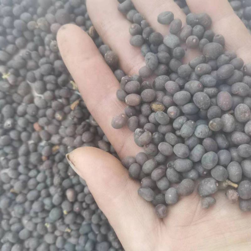 女贞子大量上市，产地直供，货源充足，质量保证