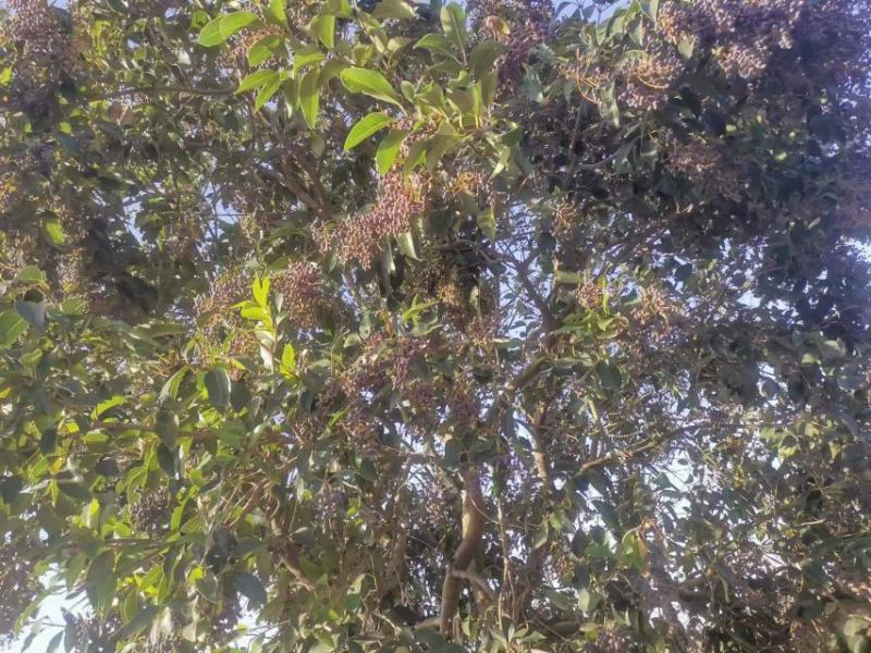 女贞子大量上市，产地直供，货源充足，质量保证