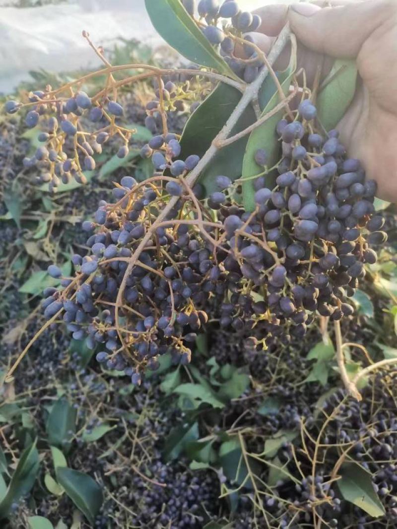 女贞子大量上市，产地直供，货源充足，质量保证