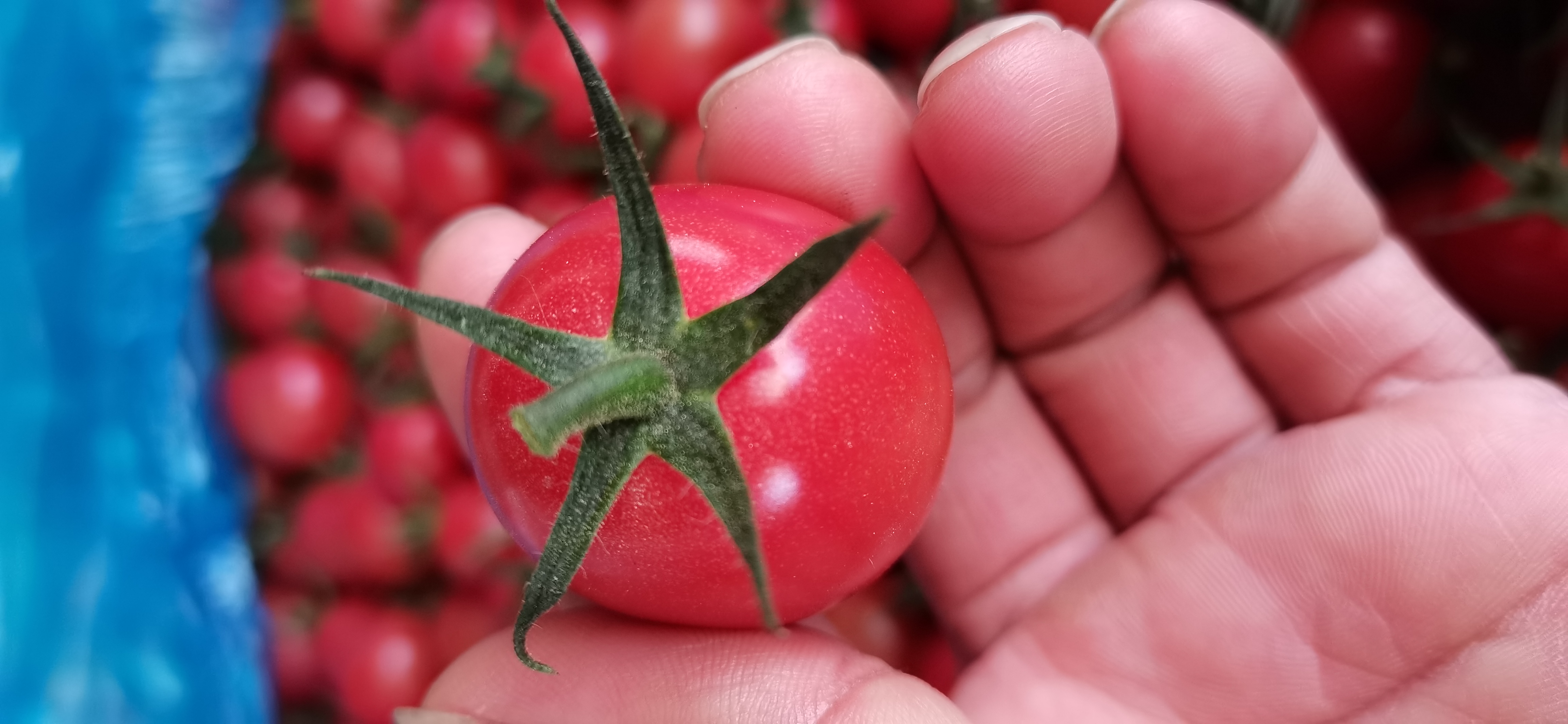 新鲜千禧圣女果在自然光下的特写,展示其光滑表皮与橙红色光泽,部分果实带有绿色果蒂 千禧圣女果整齐摆放在白色瓷盘中,背景为自然木质餐桌,光线柔和,突出果实鲜亮色泽与饱满形态