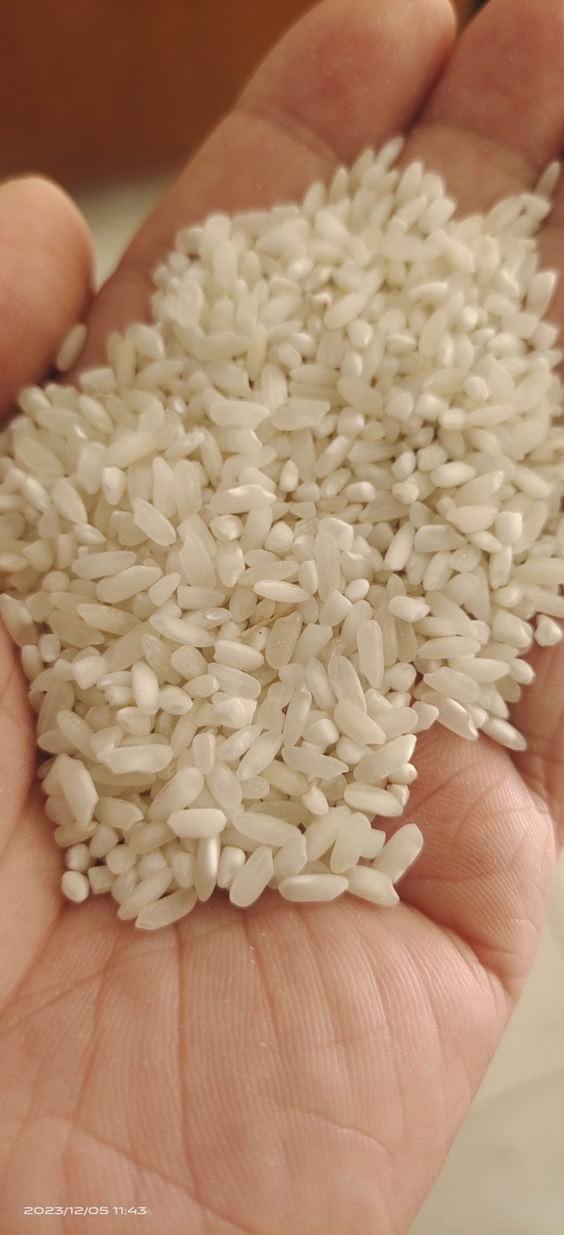 杂交838，大颗粒。